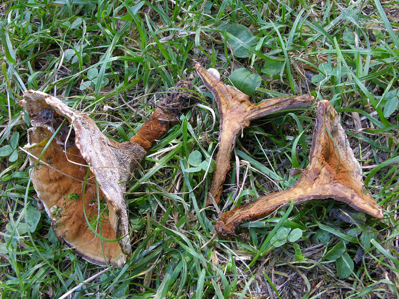Hydnellum auratile? (Onnia tomentosa)